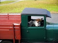 Vintage truck: spotted dog passenger Royalty Free Stock Photo