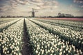 Vintage Tulip Flowers Field and Windmill