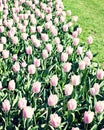 Vintage tulips in a garden Royalty Free Stock Photo