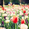 Vintage tulips in a garden Royalty Free Stock Photo