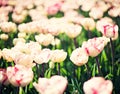 Vintage tulips in a garden Royalty Free Stock Photo