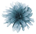 Vintage turquoise dahlia flower white background isolated with clipping path. Closeup. For design. Royalty Free Stock Photo