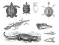 Vintage turtle and crocodile collection with different turtle and crocodile. animals collection hand drawn illustration of animals