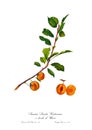Vintage watercolour branch of apricot drawing art.