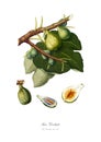 Vintage watercolour branch of figs drawing art.