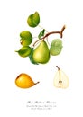 Vintage watercolour branch of pear drawing art.