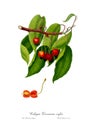 Vintage watercolour branch of Cherry drawing art.