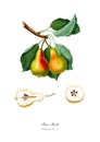 Vintage watercolour pear drawing art.