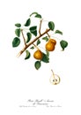 Vintage watercolour branch of pear drawing art.