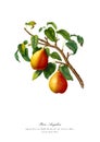 Vintage watercolour branch of pear drawing art.