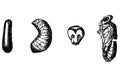 Vintage Vector Drawing or Antique Engraving Illustration of Stages of Development of Honey Bee Pupae - Egg and Larvae