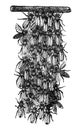 Vintage Vector Drawing or Antique Engraving Illustration of Swarm of Honey Bees or Honeybees is Building New Nest