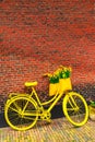 Vibrant yellow bicycle flowers, rustic brick wall Royalty Free Stock Photo
