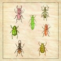 Beetles Vintage Collection on Antique Paper