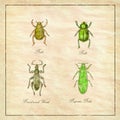 Beetle, Broad-Nosed Weevil and Buprestis Beetle Vintage Collection