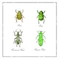 Beetle, Broad-Nosed Weevil and Buprestis Beetle Vintage Collection