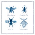 Carpenter Bee, Beetle, Oscinella Frit and Praying Mantis Vintage Collection