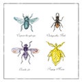 Carpenter Bee, Beetle, Oscinella Frit and Praying Mantis Vintage Collection