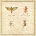 Sphinx Moth, Stag beetle, Stick Insect and Zuphium Beetle Vintage Collection