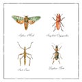 Sphinx Moth, Stag beetle, Stick Insect and Zuphium Beetle Vintage Collection