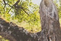 Vintage view of a large hole inside a walnut tree trunk with moss on a branch and tree garden in the background on a sunny day Royalty Free Stock Photo