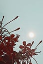 Vintage view of pink Rangoon creeper flowers with sun in the background