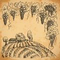 Vintage vineyard and grape on aged paper background. Isolated elements.