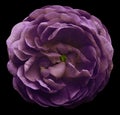 Vintage violet flower isolated on the black background with clipping path. Closeup no shadows. For design.