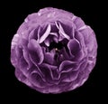 vintage violet rose flower. Flower isolated on black background. No shadows with clipping path. Close-up.