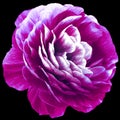 Vintage violet rose flower. Flower isolated on black  background. No shadows with clipping path. Close-up. Royalty Free Stock Photo