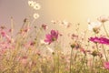 Vintage warm tone style Cosmos flower garden Royalty Free Stock Photo