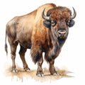 Vintage Watercolor Bison Illustration With Detailed Character And Realistic Forms