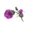 Vintage watercolor branches of thistle. Summer wild flowers, meadow herbs