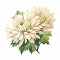 Vintage Watercolor Chrysanthemum Clipart On White Background Royalty Free Stock Photo