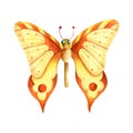 Vintage watercolor gold and orange butterfly isolated on a white background