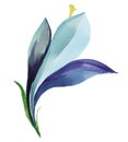 Watercolor lily flower on transparent background. Royalty Free Stock Photo