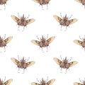 Vintage watercolor seamless pattern with flying rhinoceros beetle, Dynastinae isolated on white background. Royalty Free Stock Photo
