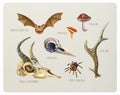 Vintage watercolor set of animals and mushrooms.