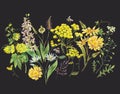 Vintage watercolor set of summer yellow meadow wildflowers