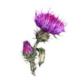 Vintage watercolor summer flower thistle, wild flowers, meadow herbs, green branches Royalty Free Stock Photo