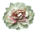Vintage watercolor white-pink-green peony. Flower isolated on white background without shadows. Close-up. Royalty Free Stock Photo