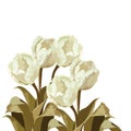 Vintage Watercolor White Tulips bouquet flowers