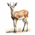 Vintage Watercolored Armoured Antelope Illustration