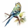 Vintage Watercolored Budgerigar Illustration On Branch Royalty Free Stock Photo