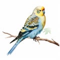 Vintage Watercolored Budgerigar Painting Of A Single Full Body Figure