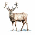 Vintage Watercolored Caribou Illustration Of A Single Figure