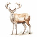 Vintage Watercolored Caribou Illustration