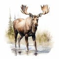 Vintage Watercolored Moose Illustration - Full Body Single Figur