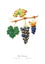 Vintage watercolour branch of grape drawing art.