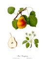 Vintage watercolour branch of pear drawing art.